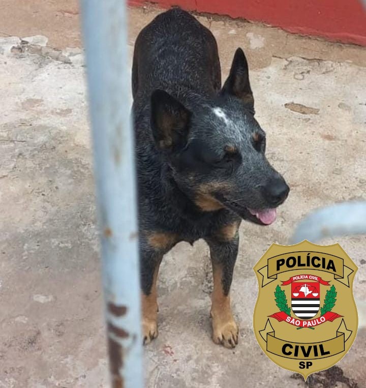 Policiais localizaram o animal na residência do suspeito, sendo que a vítima compareceu ao local e o cachorro foi reconhecido pessoalmente por ela