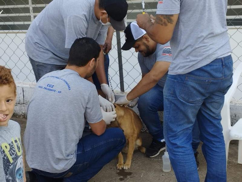 CCZ realiza trabalhos diários de microchipagem e coleta de sangue para diagnóstico de leishmaniose