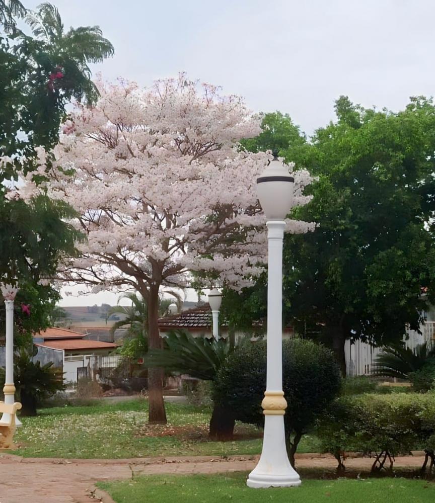 Nas últimas semanas, as redes sociais foram palco dos ipês