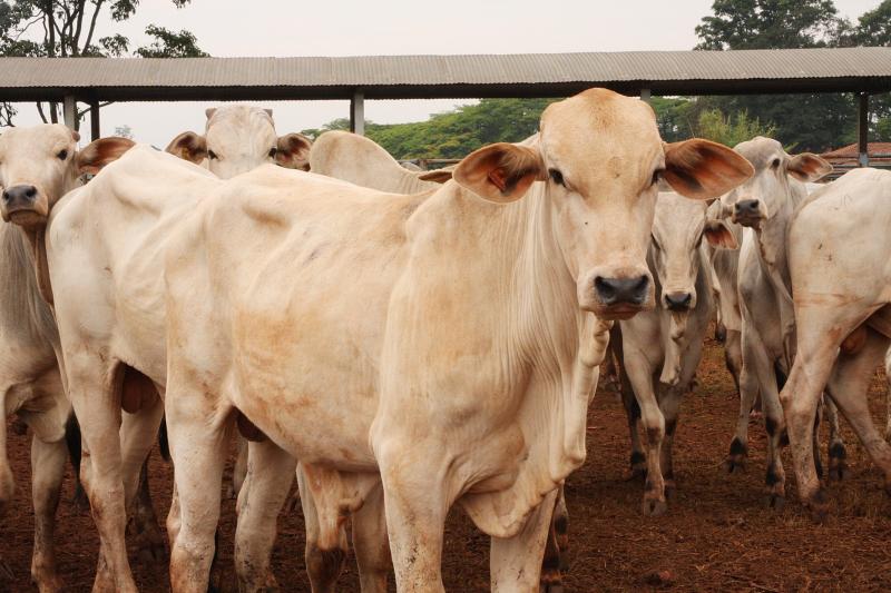 Encontro debaterá integração entre lavoura e pecuária além do campo