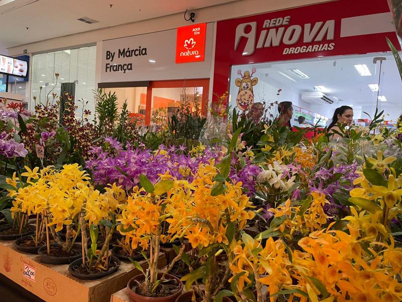 Tradicional exposição de centenas e variadas espécies de orquídeas chega em sua 44ª edição 