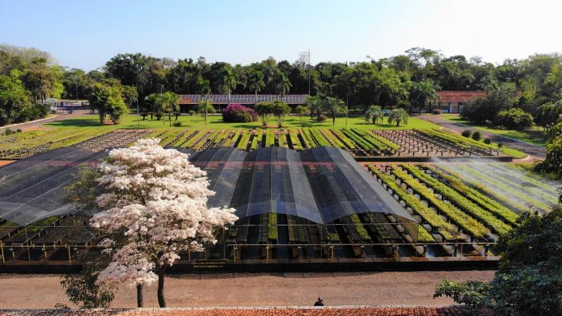 Para produção de mudas nativas, companhia mantém, em Porto Primavera, um Horto Florestal