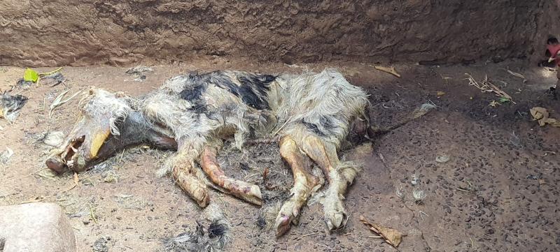 Polícia se deparou com leitoa morta, já em estado de decomposição, tomada por moscas e larvas