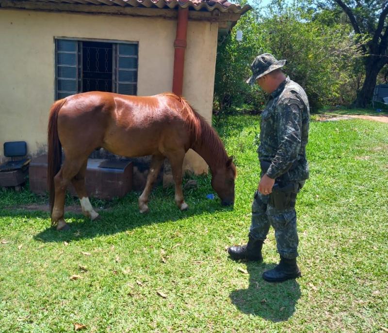 Cavalo será acompanhado pela Defesa Agropecuária e pela Polícia Ambiental