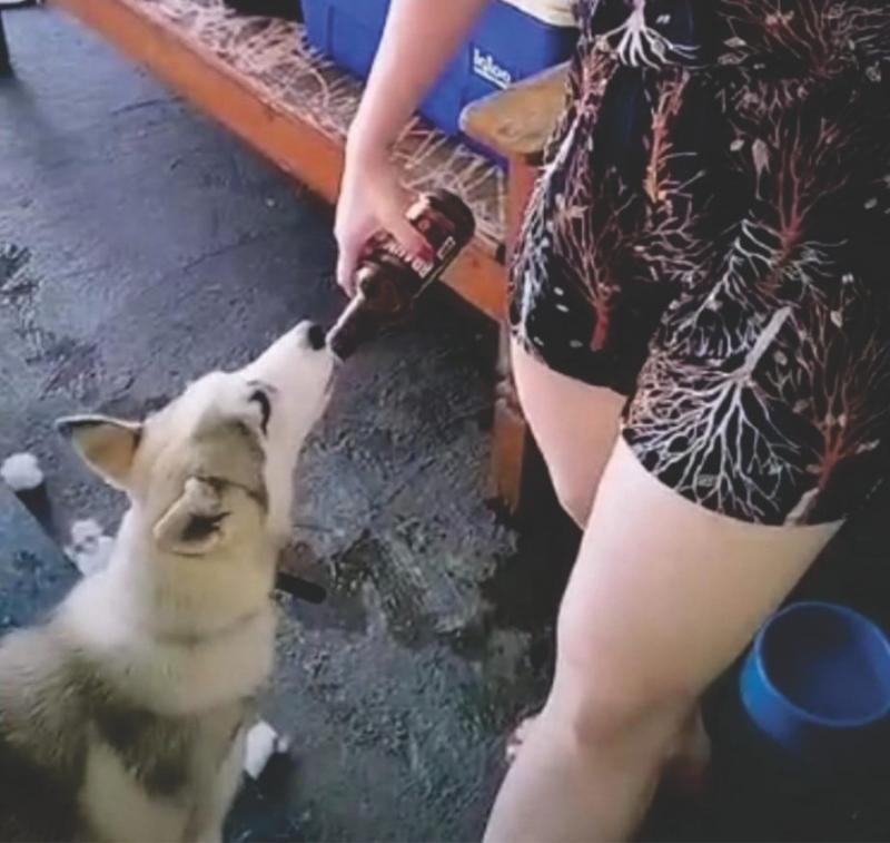 Mulher postou vídeo em sua rede social no qual oferece cerveja para seu cão