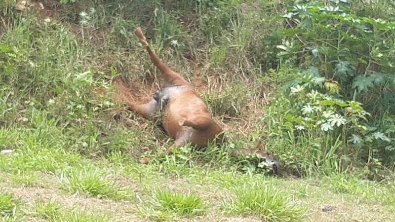 Cavalo morreu após ser atingido por um raio no momento do temporal no Parque Residencial Jardins