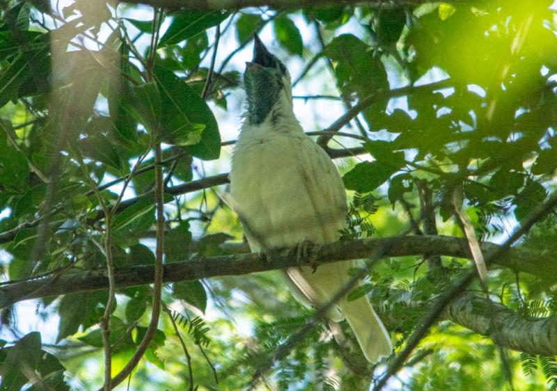 Araponga é uma das espécies ameaçadas de extinção