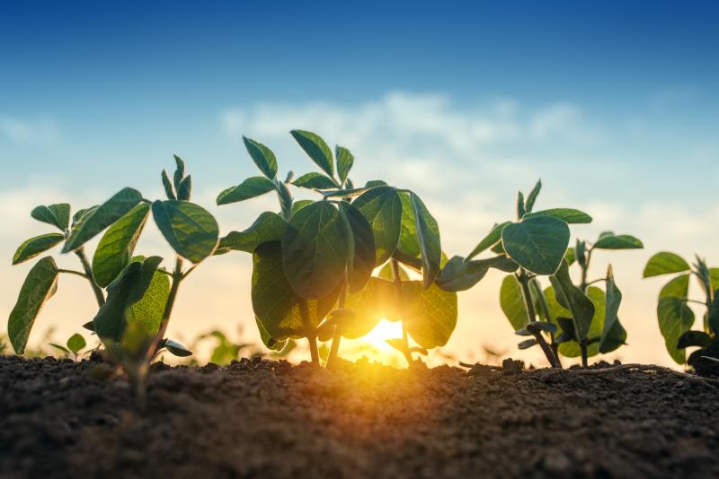 O estresse hídrico é um dos fatores que mais acarreta perdas de produtividade nas lavouras