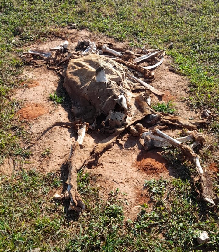 Corpos dos animais estavam dispersos pela propriedade