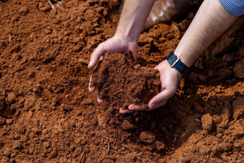 Prejuízos com nematoides: perdas anuais são de R$ 35 bilhões no campo