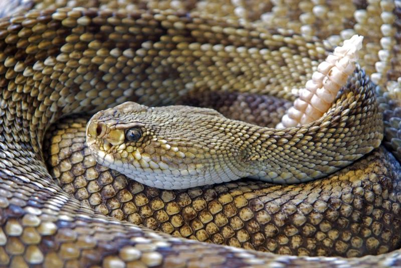 Garotinho foi picado por cobra cascavel