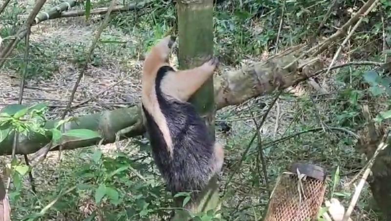 Soltura do animal ocorreu na mata ciliar às margens do Rio Santo Anastácio, entre Prudente e Pirapozinho