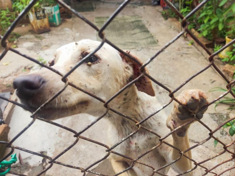 Cadela é encontrada em situação lastimável de infestação de carrapatos