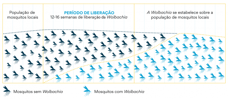 Como funciona o método Wolbachia