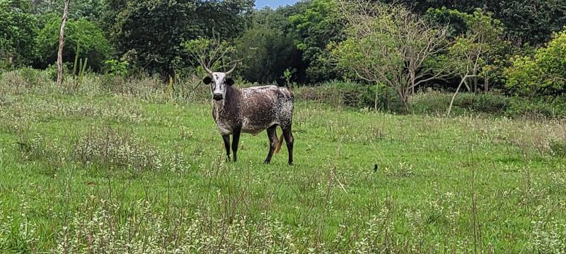 Proprietários estavam utilizando espaços de reserva legal para pastoreio de animais 