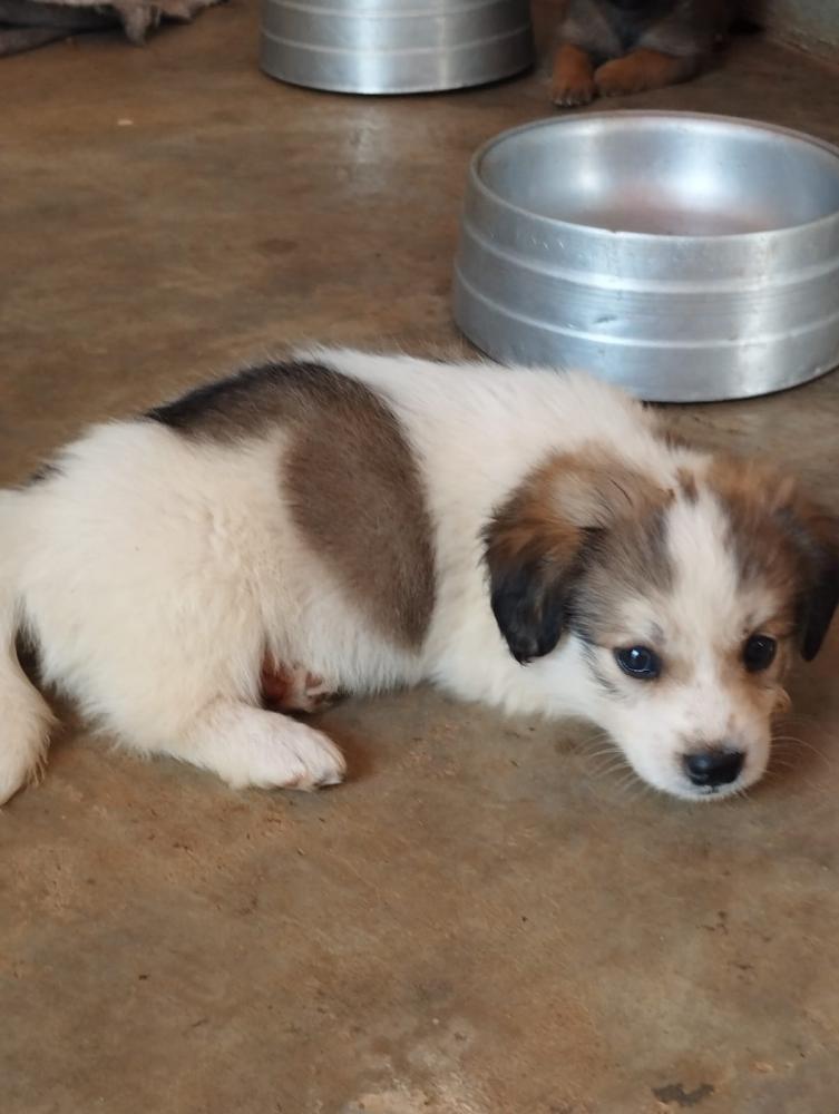 Adoção de animais requer responsabilidade e consciência