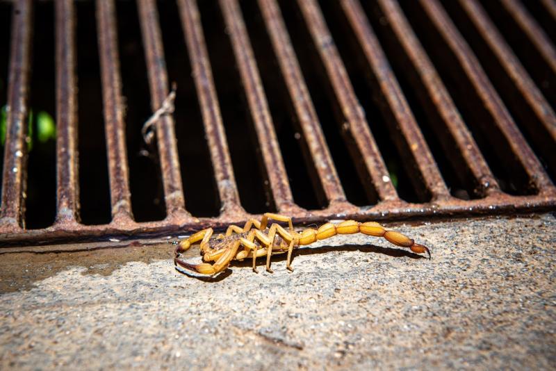 Escorpião amarelo é o mais prevalente, responsável pela maioria das ocorrências e casos graves