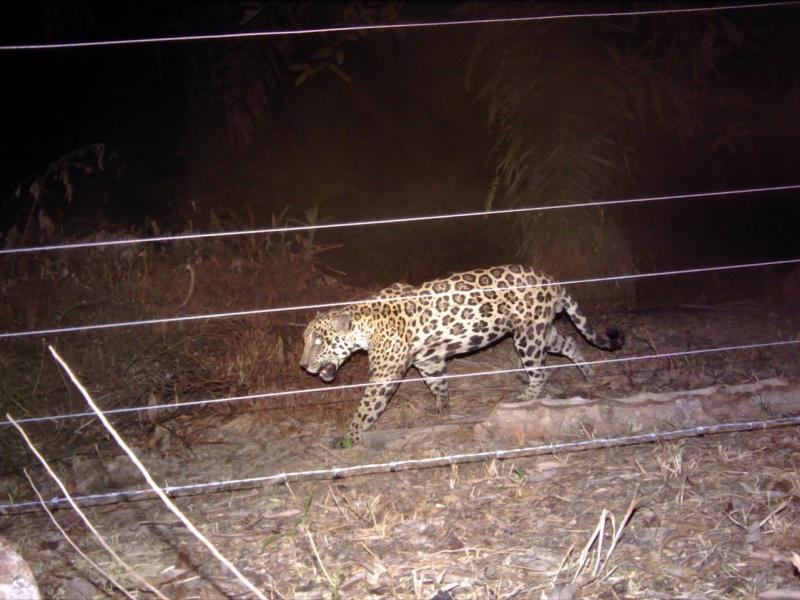  Cercamento de qualidade ajuda a proteger propriedades rurais e animais contra a onça pintada 