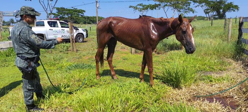 Equino tinha sintomas de pneumonia, miiases nas narinas e estava desnutrido