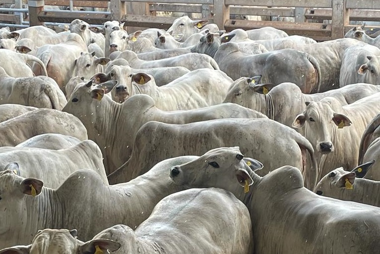 Pecuária bovina é uma das forças do agronegócio de São Paulo 