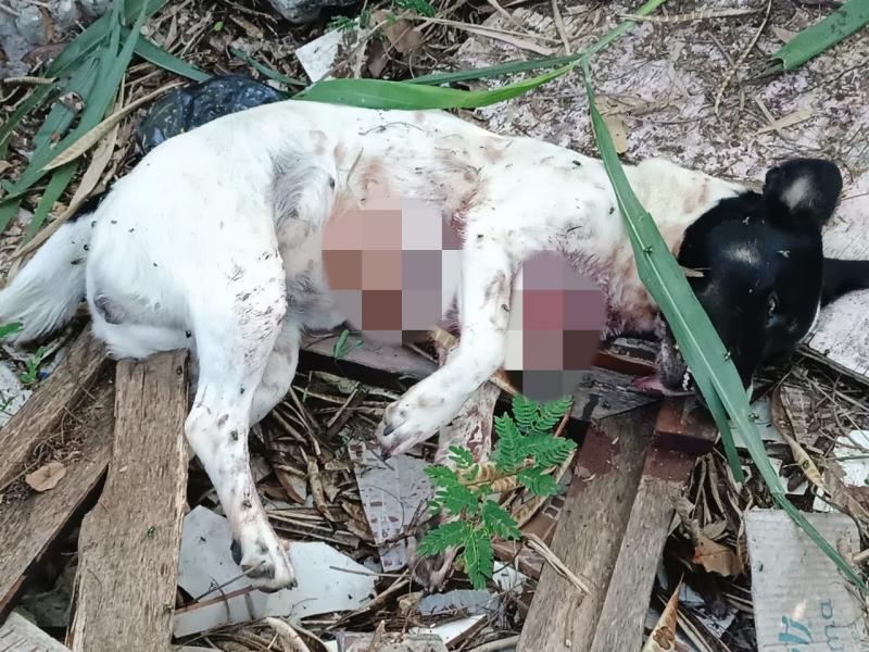 Indivíduo confessou que sacrificou cachorra, após mordidas que feriram seus dedos