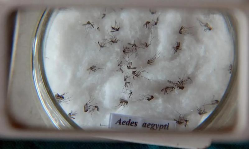 Doença transmitida pelo mosquito Aedes aegypti vitimou 35 pessoas em 10 municípios da região 