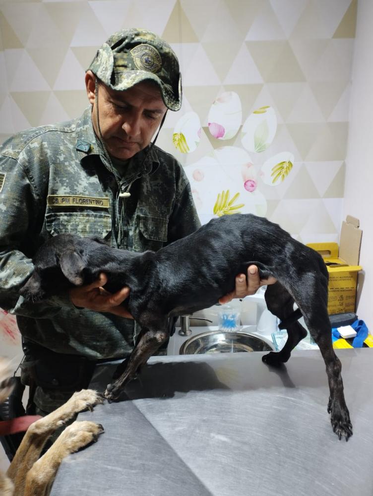 ONG Somos Todos Animais, de Primavera, ficou responsável por recuperação de cães