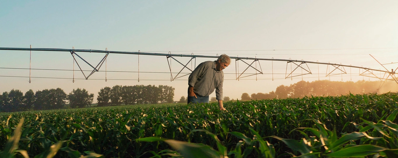 Confira como a cooperativa de crédito Sicredi pode apoiar os custos de produção agropecuária 