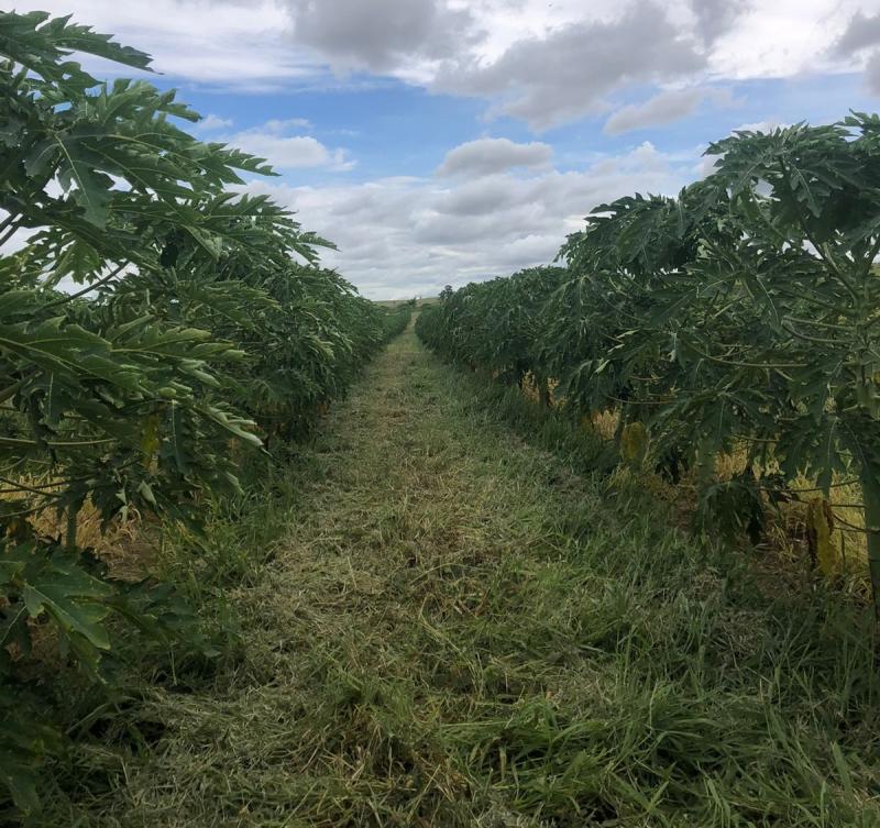 Seis produtores rurais de Emilianópolis participam do programa “Ali Rural”