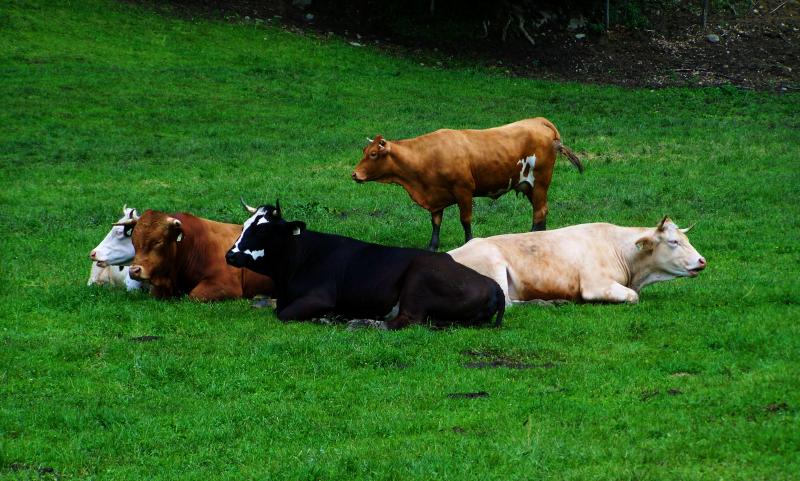 Além de desconforto, moscas transmitem doenças e causam irritação na pele