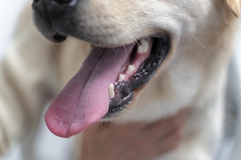 Jardim Sumaré receberá ação de coleta de sangue em cães para prevenção da leishmaniose