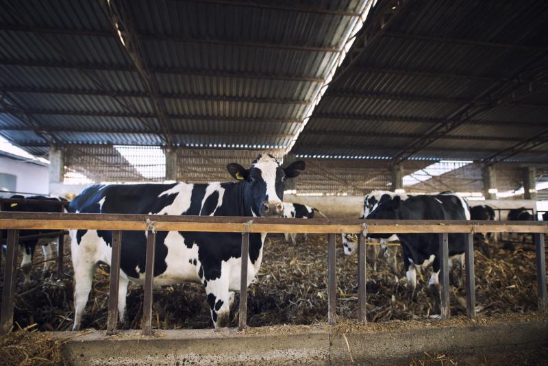 Doenças são multifatoriais, mas em todos os casos o uso de medicamentos antibacterianos ainda é importante para a recuperação dos animais