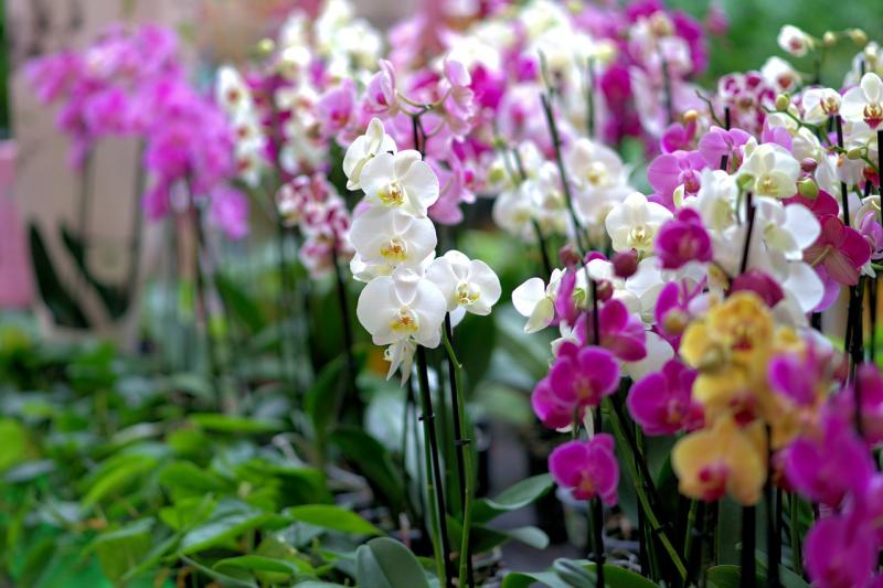 Pesquisa é 1º passo dado no mundo capaz de mostrar que sementes de orquídeas podem ser conservadas por longo período de tempo