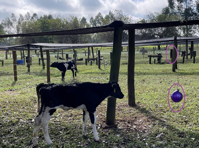 Na imagem, o experimento que contou com bolas e escovas (marcadas com um círculo) e espantalhos como enriquecimento físico do ambiente