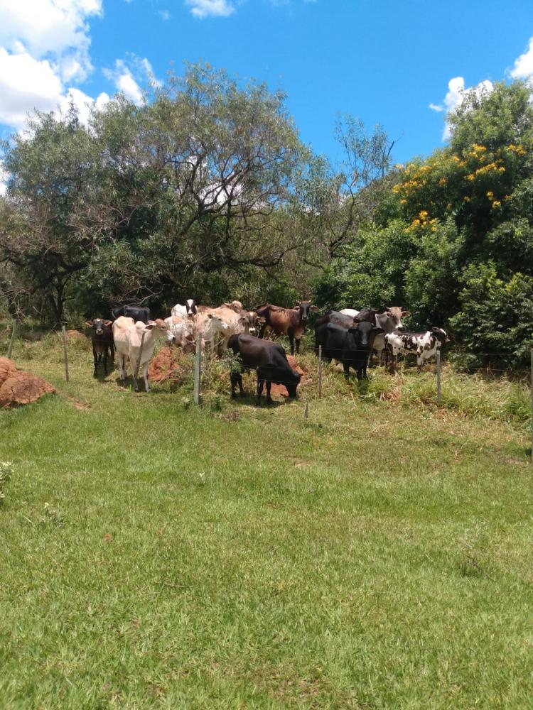 Equipe da Polícia Militar Ambiental avistou os animais na área