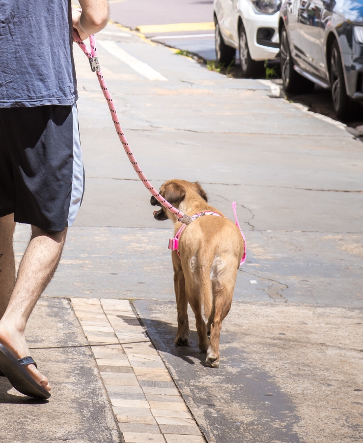 Passeio com pets em dias muito quentes pode queimar sua pata e até levá-lo a uma parada cardíaca