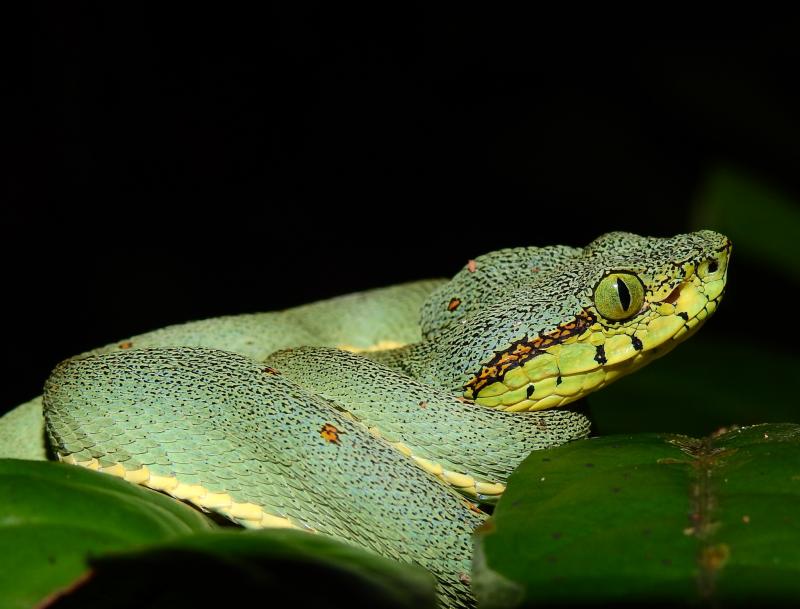Estudo com veneno de cobra amazônica visa doenças neurodegenerativas