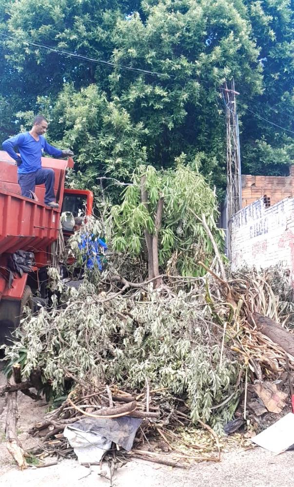 Semea destaca que apenas proprietário ou locatário podem solicitar remoção de árvore de imóvel