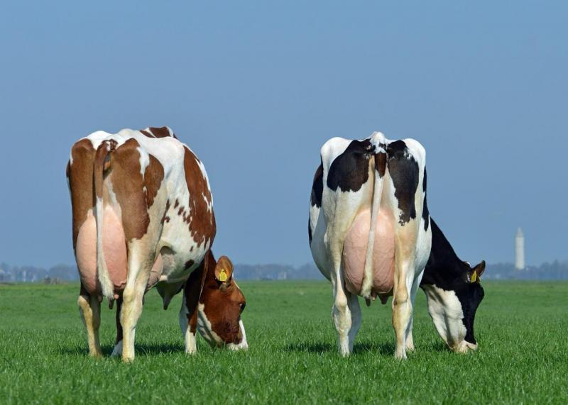 Vacas no pré e pós-parto e em picos de produção sofrem com o balanço energético negativo, fruto do déficit gerado entre a elevada demanda metabólica e o baixo consumo de alimentos