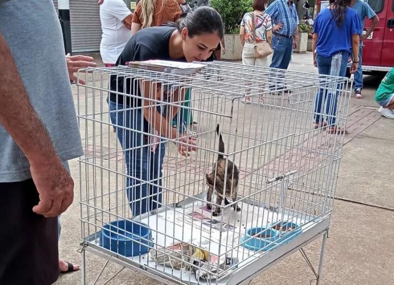 Gatos estarão disponíveis para adoção responsável na Praça Nove de Julho