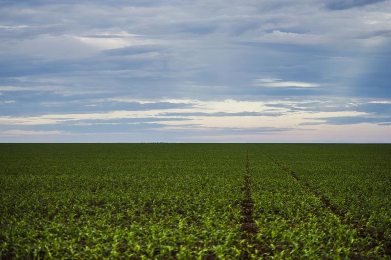 Herbicida glifosato é discutido devido à sua grande expansão no mercado agrícola