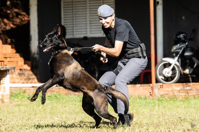 Canil auxiliou na retirada de seis toneladas de drogas do oeste paulista nos últimos cinco anos
