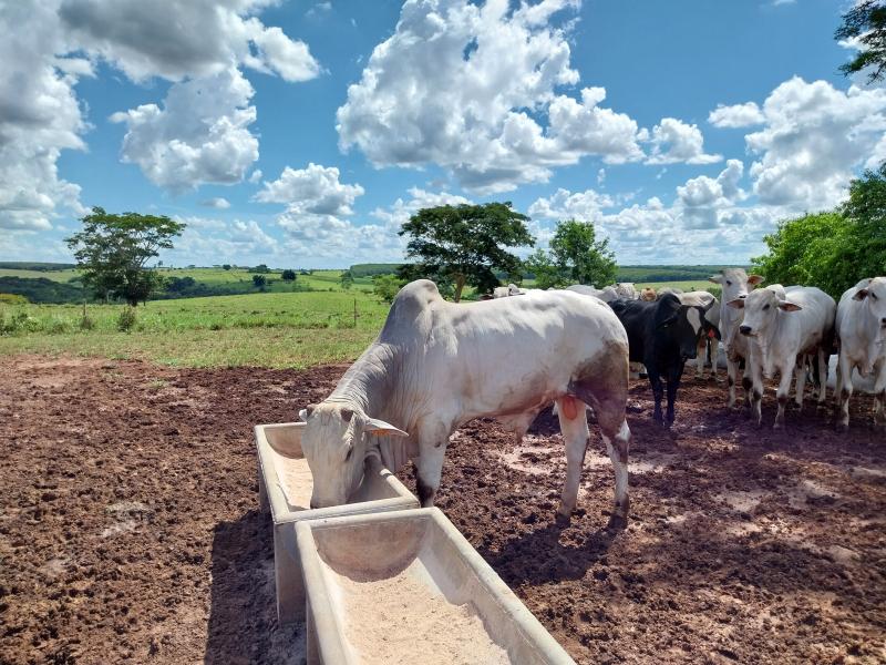 Disponibilidade de forragem é ponto de atenção; formulação deve incluir aditivos melhoradores de desempenho 