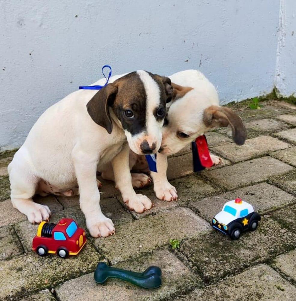 Feira de adoção de cães ocorre neste sábado, no Parque Shopping Prudente