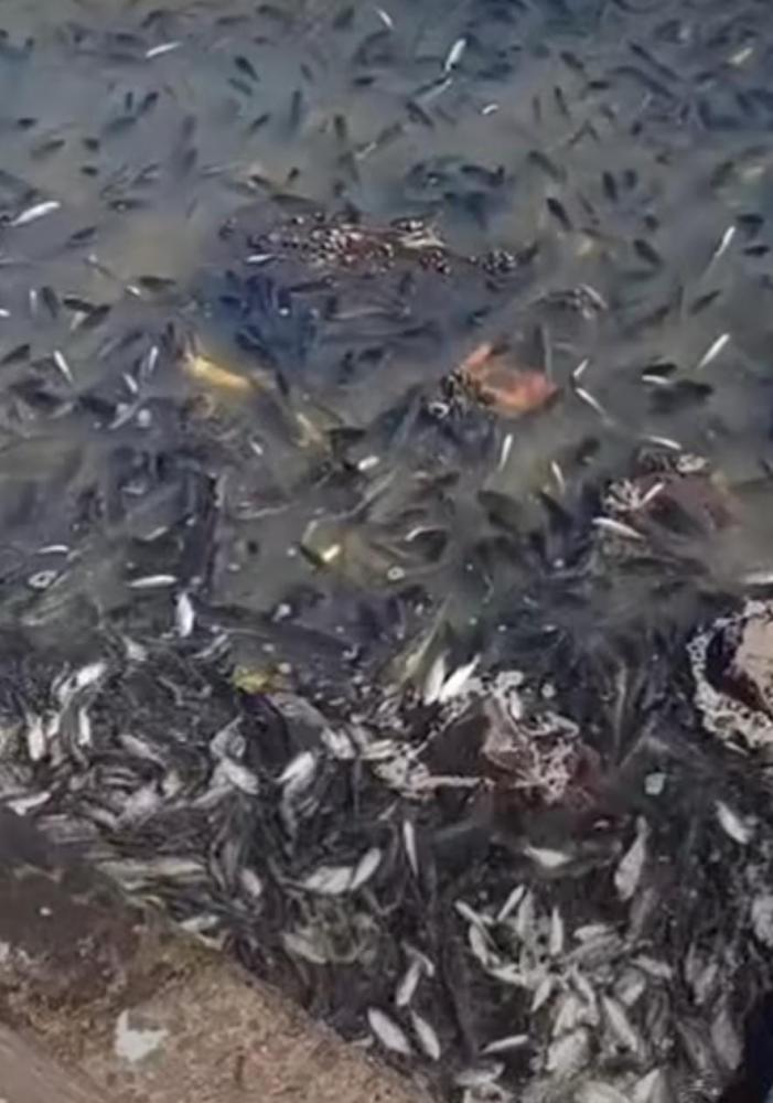 Acúmulo de peixes ocorreu devido à pouca vazão de água, afirmou Sabesp à polícia