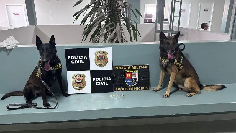 Cães rastrearam droga que estaria escondida nos fundos da residência alvo da ação