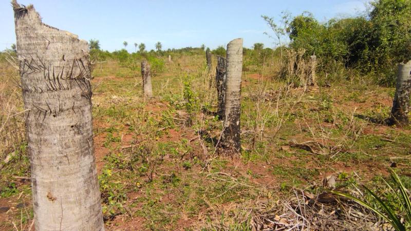 Proprietária de área alegou desconhecimento sobre proibição de corte de árvores