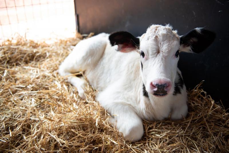 Animais mais jovens necessitam de atenção especial em saúde, alimentação e ambiência; cuidado com bezerras impacta positivamente a produtividade na idade adulta