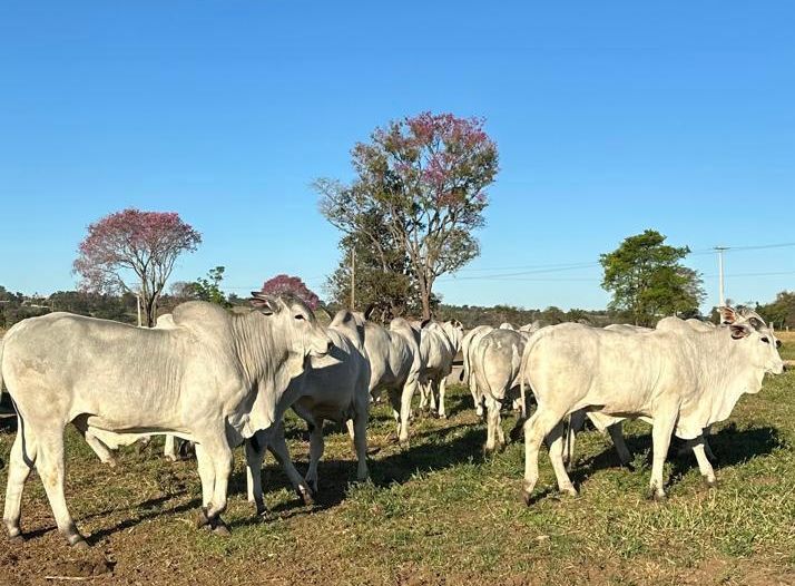 Bezerros de 12 meses que a Fazenda Pagador, de Prudente, levará para Feicorte