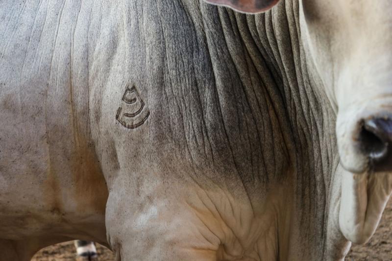 Seleção de animais é feita por meio de resultados obtidos com ultrassonografia de carcaça
